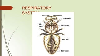 RESPIRATORY
SYSTEM
 