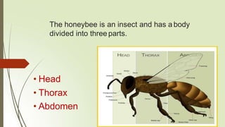 The honeybee is an insect and has a body
divided into three parts.
• Head
• Thorax
• Abdomen
 
