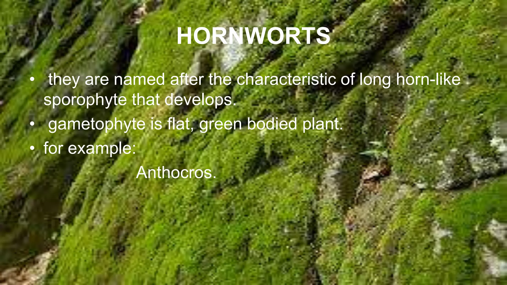 HORNWORTS
• they are named after the characteristic of long horn-like
sporophyte that develops.
• gametophyte is flat, green bodied plant.
• for example:
Anthocros.
 