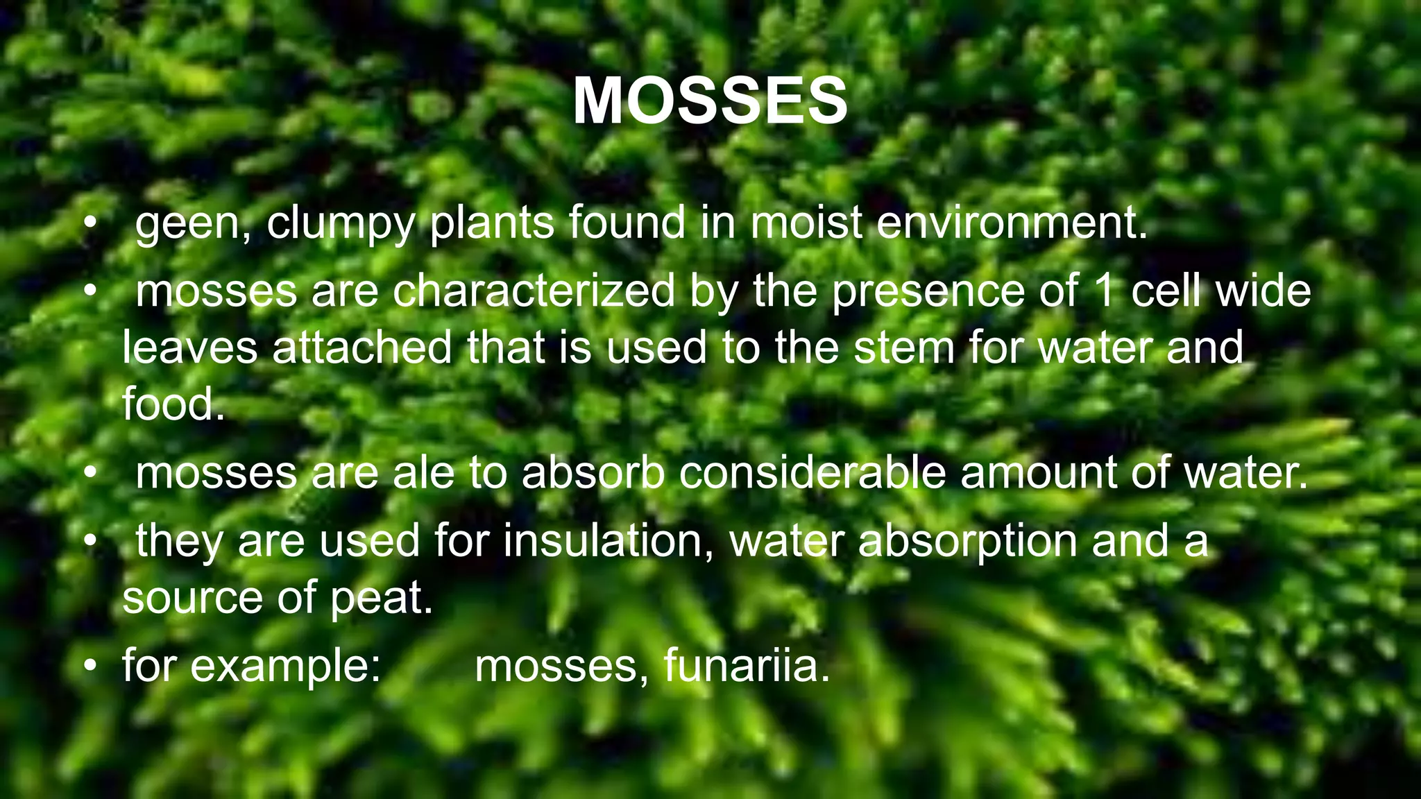 MOSSES
• geen, clumpy plants found in moist environment.
• mosses are characterized by the presence of 1 cell wide
leaves attached that is used to the stem for water and
food.
• mosses are ale to absorb considerable amount of water.
• they are used for insulation, water absorption and a
source of peat.
• for example: mosses, funariia.
 
