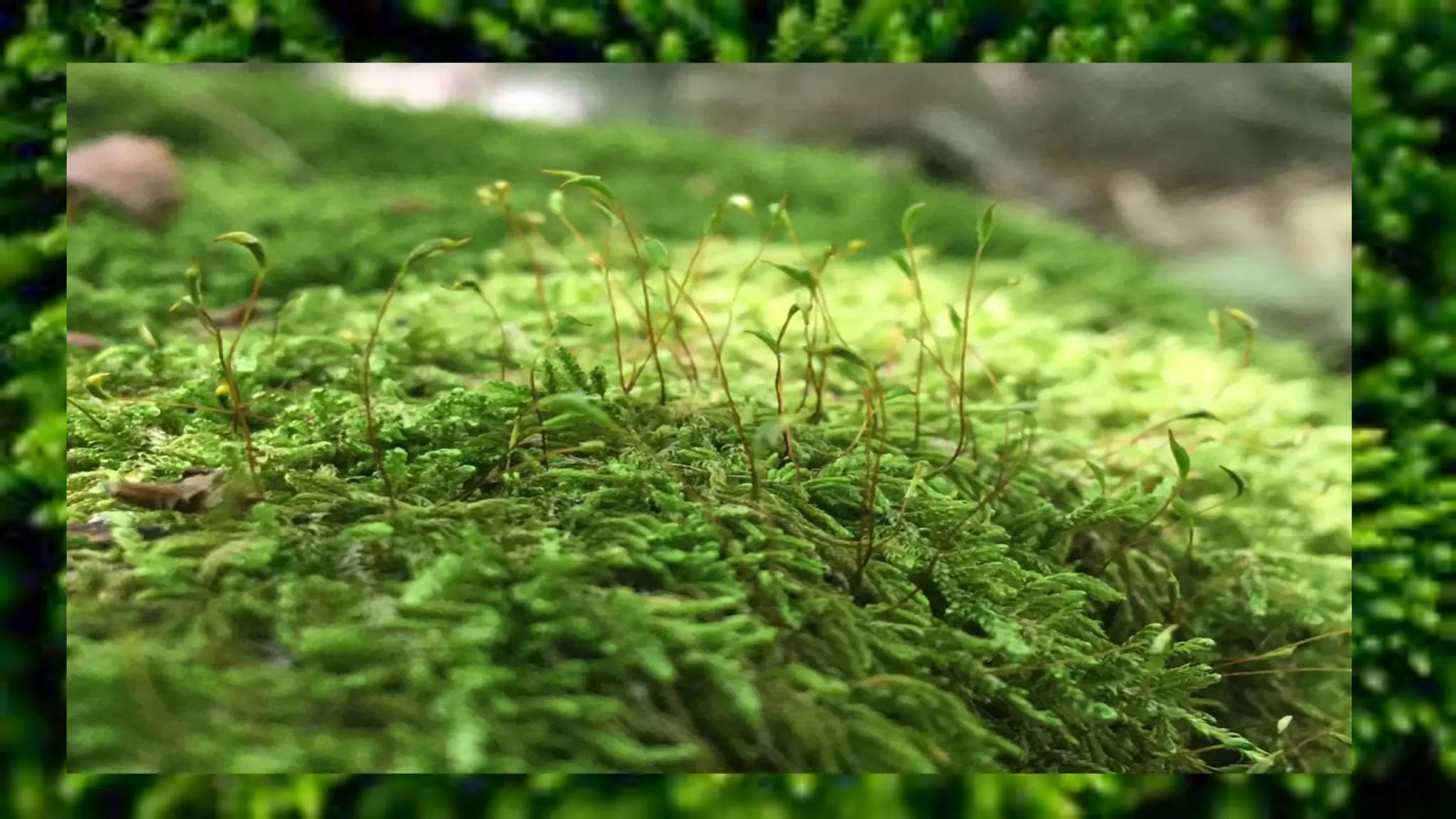 Morphology and classification of bryophytes