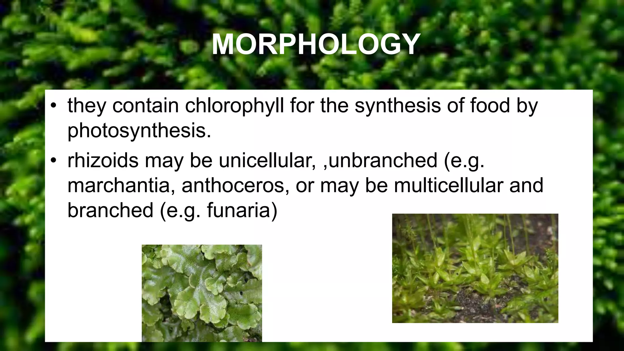 MORPHOLOGY
• they contain chlorophyll for the synthesis of food by
photosynthesis.
• rhizoids may be unicellular, ,unbranched (e.g.
marchantia, anthoceros, or may be multicellular and
branched (e.g. funaria)
 