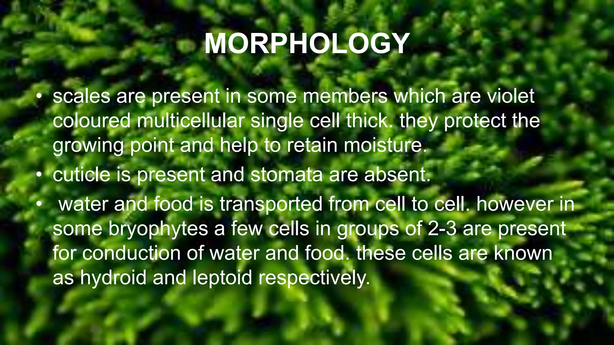 MORPHOLOGY
• scales are present in some members which are violet
coloured multicellular single cell thick. they protect the
growing point and help to retain moisture.
• cuticle is present and stomata are absent.
• water and food is transported from cell to cell. however in
some bryophytes a few cells in groups of 2-3 are present
for conduction of water and food. these cells are known
as hydroid and leptoid respectively.
 