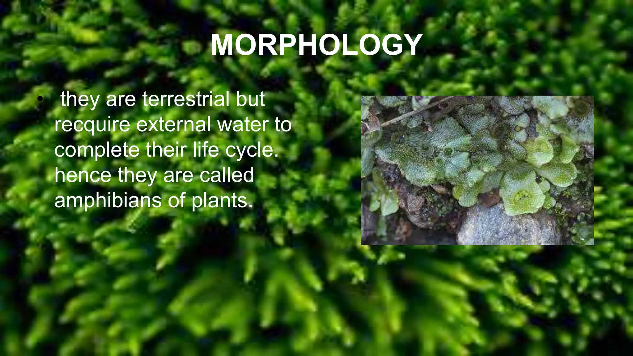 MORPHOLOGY
• they are terrestrial but
recquire external water to
complete their life cycle.
hence they are called
amphibians of plants.
 