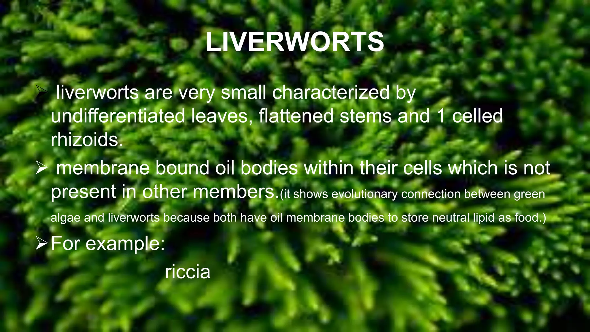 LIVERWORTS
 liverworts are very small characterized by
undifferentiated leaves, flattened stems and 1 celled
rhizoids.
 membrane bound oil bodies within their cells which is not
present in other members.(it shows evolutionary connection between green
algae and liverworts because both have oil membrane bodies to store neutral lipid as food.)
For example:
riccia
 