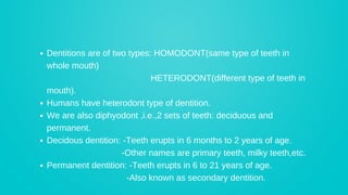 Humadont Teeth Comprehensive Comparison of Deciduous and Permanent Dentition in Humans ...
