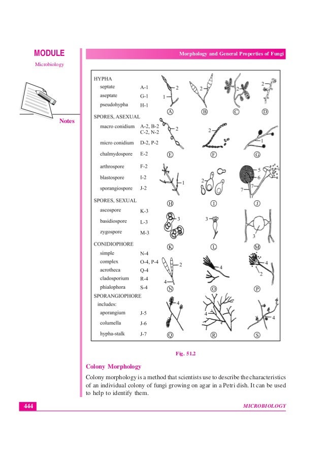 Bacteria Vs Fungi Definition 21 Major Differences Examples
