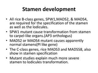 Lodicules In Rice Morphology and genetic development of flower in rice | PPTX