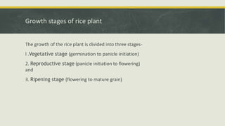 Morphology and growth stages of Rice.pptx