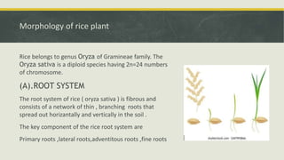 Morphology_and_growth_stages_of_Rice[1].pptx