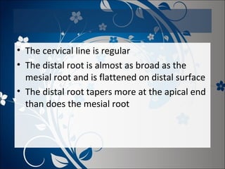 • The cervical line is regular
• The distal root is almost as broad as the
mesial root and is flattened on distal surface
• The distal root tapers more at the apical end
than does the mesial root

 
