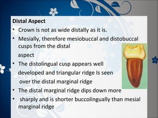 Distal Aspect
• Crown is not as wide distally as it is.
• Mesially, therefore mesiobuccal and distobuccal
cusps from the distal
aspect
• The distolingual cusp appears well
developed and triangular ridge Is seen
over the distal marginal ridge
• The distal marginal ridge dips down more
• sharply and is shorter buccolingually than mesial
marginal ridge

 