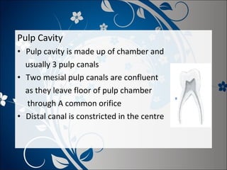 Pulp Cavity
• Pulp cavity is made up of chamber and
usually 3 pulp canals
• Two mesial pulp canals are confluent
as they leave floor of pulp chamber
through A common orifice
• Distal canal is constricted in the centre

 