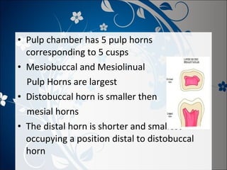 • Pulp chamber has 5 pulp horns
corresponding to 5 cusps
• Mesiobuccal and Mesiolinual
Pulp Horns are largest
• Distobuccal horn is smaller then
mesial horns
• The distal horn is shorter and smallest
occupying a position distal to distobuccal
horn

 