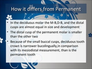 How it differs from Permanent
• In the deciduous molar the M-B,D-B, and the distal
cusps are almost equal in size and development
• The distal cusp of the permanent molar is smaller
than the other two
• Because of the small buccal cusps, deciduous tooth
crown is narrower bucolingually,in comparison
with its mesiodistal measurement, than is the
permanent tooth

 