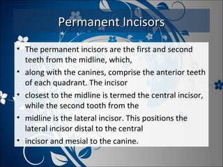 Permanent Incisors
• The permanent incisors are the first and second
teeth from the midline, which,
• along with the canines, comprise the anterior teeth
of each quadrant. The incisor
• closest to the midline is termed the central incisor,
while the second tooth from the
• midline is the lateral incisor. This positions the
lateral incisor distal to the central
• incisor and mesial to the canine.

 