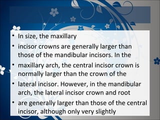 • In size, the maxillary
• incisor crowns are generally larger than
those of the mandibular incisors. In the
• maxillary arch, the central incisor crown is
normally larger than the crown of the
• lateral incisor. However, in the mandibular
arch, the lateral incisor crown and root
• are generally larger than those of the central
incisor, although only very slightly

 