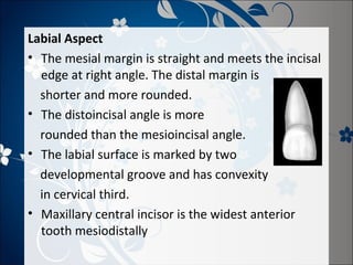 Labial Aspect
• The mesial margin is straight and meets the incisal
edge at right angle. The distal margin is
shorter and more rounded.
• The distoincisal angle is more
rounded than the mesioincisal angle.
• The labial surface is marked by two
developmental groove and has convexity
in cervical third.
• Maxillary central incisor is the widest anterior
tooth mesiodistally

 