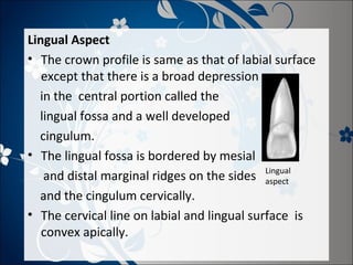 Lingual Aspect
• The crown profile is same as that of labial surface
except that there is a broad depression
in the central portion called the
lingual fossa and a well developed
cingulum.
• The lingual fossa is bordered by mesial
and distal marginal ridges on the sides Lingual
aspect
and the cingulum cervically.
• The cervical line on labial and lingual surface is
convex apically.

 