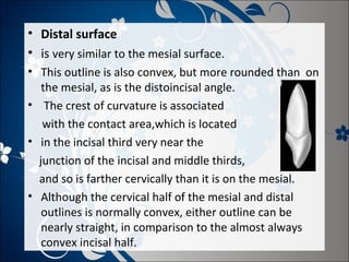 • Distal surface
• is very similar to the mesial surface.
• This outline is also convex, but more rounded than on
the mesial, as is the distoincisal angle.
• The crest of curvature is associated
with the contact area,which is located
• in the incisal third very near the
junction of the incisal and middle thirds,
and so is farther cervically than it is on the mesial.
• Although the cervical half of the mesial and distal
outlines is normally convex, either outline can be
nearly straight, in comparison to the almost always
convex incisal half.

 
