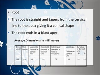 • Root
 The root is straight and tapers from the cervical
line to the apex giving it a conical shape
 The root ends in a blunt apex.
Average Dimensions in millimeters
Crown Root
Length Length

10.5

13.0

Mesiodistal
Diameter at
Contact
Area
8.5

Mesiodistal
Diameter at
Cervical
Line
7.0

Labiolingual
Diameter at
Crest of
Curvature
7.0

Labiolingua
l
Diameter at
Cervical
Line
6.0

Curvature
of Cervical
Line
M
D

3.5

2.5

 