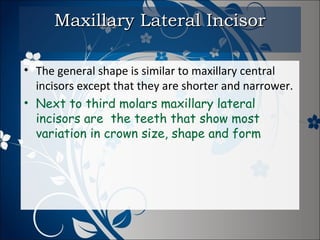 Maxillary Lateral Incisor
• The general shape is similar to maxillary central
incisors except that they are shorter and narrower.
• Next to third molars maxillary lateral
incisors are the teeth that show most
variation in crown size, shape and form

 