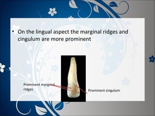 • On the lingual aspect the marginal ridges and
cingulum are more prominent

Prominent marginal
ridges

Prominent cingulum

 