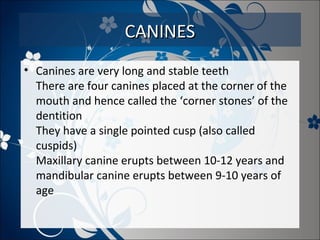 CANINES
• Canines are very long and stable teeth
There are four canines placed at the corner of the
mouth and hence called the ‘corner stones’ of the
dentition
They have a single pointed cusp (also called
cuspids)
Maxillary canine erupts between 10-12 years and
mandibular canine erupts between 9-10 years of
age

 