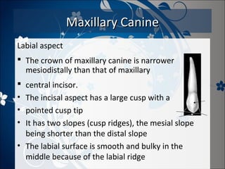 Maxillary Canine
Labial aspect
 The crown of maxillary canine is narrower
mesiodistally than that of maxillary
central incisor.
The incisal aspect has a large cusp with a
pointed cusp tip
It has two slopes (cusp ridges), the mesial slope
being shorter than the distal slope
• The labial surface is smooth and bulky in the
middle because of the labial ridge

•
•
•

 