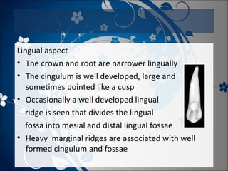 Lingual aspect
• The crown and root are narrower lingually
• The cingulum is well developed, large and
sometimes pointed like a cusp
• Occasionally a well developed lingual
ridge is seen that divides the lingual
fossa into mesial and distal lingual fossae
• Heavy marginal ridges are associated with well
formed cingulum and fossae

 