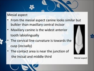 Mesial aspect
• From the mesial aspect canine looks similar but
bulkier than maxillary central incisor
• Maxillary canine is the widest anterior
tooth labiolingually
• The cervical line curvature is towards the
cusp (incisally)
• The contact area is near the junction of
the incisal and middle third
Mesial aspect

 
