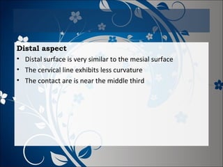Distal aspect
• Distal surface is very similar to the mesial surface
• The cervical line exhibits less curvature
• The contact are is near the middle third

 