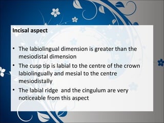 Incisal aspect
• The labiolingual dimension is greater than the
mesiodistal dimension
• The cusp tip is labial to the centre of the crown
labiolingually and mesial to the centre
mesiodistally
• The labial ridge and the cingulum are very
noticeable from this aspect

 