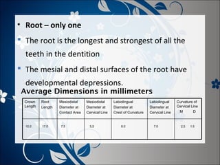 • Root – only one
 The root is the longest and strongest of all the
teeth in the dentition
 The mesial and distal surfaces of the root have
developmental depressions.

Average Dimensions in millimeters
Crown
Length

Root
Length

10.0

17.0

Mesiodistal
Diameter at
Contact Area

7.5

Mesiodistal
Diameter at
Cervical Line

5.5

Labiolingual
Diameter at
Crest of Curvature

8.0

Labiolingual
Diameter at
Cervical Line

7.0

Curvature of
Cervical Line
M
D

2.5

1.5

 