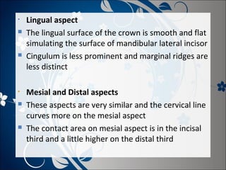 •




•




Lingual aspect
The lingual surface of the crown is smooth and flat
simulating the surface of mandibular lateral incisor
Cingulum is less prominent and marginal ridges are
less distinct
Mesial and Distal aspects
These aspects are very similar and the cervical line
curves more on the mesial aspect
The contact area on mesial aspect is in the incisal
third and a little higher on the distal third

 