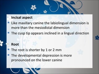 •




•



Incisal aspect
Like maxillary canine the labiolingual dimension is
more than the mesiodistal dimension
The cusp tip appears inclined in a lingual direction
Root
The root is shorter by 1 or 2 mm
The developmental depression is more
pronounced on the lower canine

 
