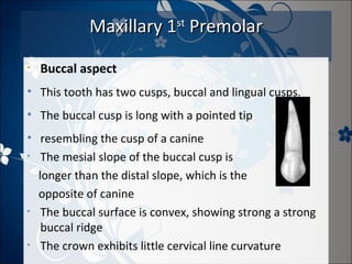 Maxillary 1st Premolar
•

Buccal aspect

• This tooth has two cusps, buccal and lingual cusps.
• The buccal cusp is long with a pointed tip
• resembling the cusp of a canine
• The mesial slope of the buccal cusp is
longer than the distal slope, which is the
opposite of canine
• The buccal surface is convex, showing strong a strong
buccal ridge
• The crown exhibits little cervical line curvature

 