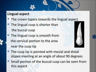 Lingual aspect
 The crown tapers towards the lingual aspect
 The lingual cusp is shorter than
the buccal cusp
 The lingual cusp is smooth from
the cervical portion to the area
near the cusp tip
 The cusp tip is pointed with mesial and distal
slopes meeting at an angle of about 90 degrees
 Small portion of the buccal cusp can be seen from
this aspect

 