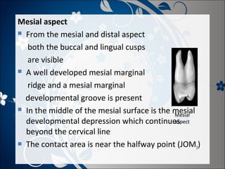 Mesial aspect
 From the mesial and distal aspect
both the buccal and lingual cusps
are visible
 A well developed mesial marginal
ridge and a mesial marginal
developmental groove is present
 In the middle of the mesial surface is the mesial
Mesial
aspect
developmental depression which continues
beyond the cervical line
 The contact area is near the halfway point (JOM )
3

 