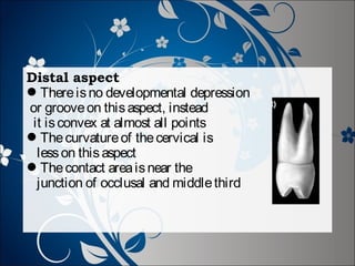 Distal aspect
There is no developmental depression
or groove on this aspect, instead
it is convex at almost all points
The curvature of the cervical is
less on this aspect
The contact area is near the
junction of occlusal and middle third

 