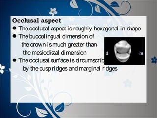 Occlusal aspect
The occlusal aspect is roughly hexagonal in shape
The buccolingual dimension of
the crown is much greater than
the mesiodistal dimension
The occlusal surface is circumscribed
by the cusp ridges and marginal ridges

 