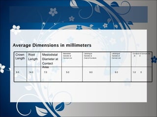 Average Dimensions in millimeters
Crown
Length

Root
Length

8.5

14.0

Mesiodistal
Diameter at
Contact
Area
7.0

Mesiodistal
Diameter at
Cervical Line

5.0

Labiolingual
Diameter at
Crest of Curvature

9.0

Labiolingual
Diameter at
Cervical Line

8.0

Curvature of Cervical Line
M
D

1.0

0

 