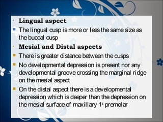 •


•





Lingual aspect
The lingual cusp is more or less the same size as
the buccal cusp
Mesial and Distal aspects
There is greater distance between the cusps
No developmental depression is present nor any
developmental groove crossing the marginal ridge
on the mesial aspect
On the distal aspect there is a developmental
depression which is deeper than the depression on
the mesial surface of maxillary 1st premolar

 