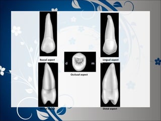 Buccal aspect

Lingual aspect

Occlusal aspect

Mesial aspect

Distal aspect

 