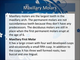Maxillary Molars
• Maxillary molars are the largest teeth in the
maxillary arch. The permanent molars are not
succedaneous teeth because they don’t have any
predecessors. The deciduous molars are still in
place when the first permanent molars erupt at
the age of 6.
• Maxillary First Molar
It has a large crown with four well developed cusps
and occasionally a small fifth cusp. In addition to
the cusps it has three well formed roots; two
buccal and one lingual.

 