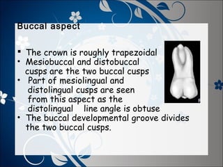Buccal aspect
 The crown is roughly trapezoidal
• Mesiobuccal and distobuccal
cusps are the two buccal cusps
• Part of mesiolingual and
distolingual cusps are seen
from this aspect as the
distolingual line angle is obtuse
• The buccal developmental groove divides
the two buccal cusps.

 