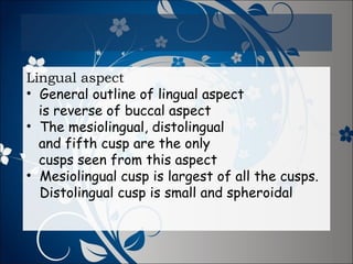 Lingual aspect
• General outline of lingual aspect
is reverse of buccal aspect
• The mesiolingual, distolingual
and fifth cusp are the only
cusps seen from this aspect
• Mesiolingual cusp is largest of all the cusps.
Distolingual cusp is small and spheroidal

 