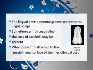 The lingual developmental groove separates the

lingual cusps
Sometimes a fifth cusp called
the cusp of carebelli may be
present.
When present it attached to the
Lingual
aspect
mesiolingual surface of the mesiolingual cusp.

 