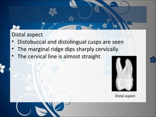 Distal aspect
• Distobuccal and distolingual cusps are seen
• The marginal ridge dips sharply cervically
• The cervical line is almost straight

Distal aspect

 
