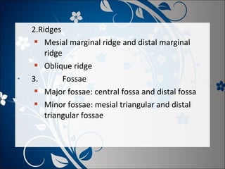 •

2.Ridges
 Mesial marginal ridge and distal marginal
ridge
 Oblique ridge
3.
Fossae
 Major fossae: central fossa and distal fossa
 Minor fossae: mesial triangular and distal
triangular fossae

 